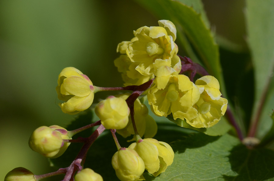 Berberis vulgaris / Crespino comune